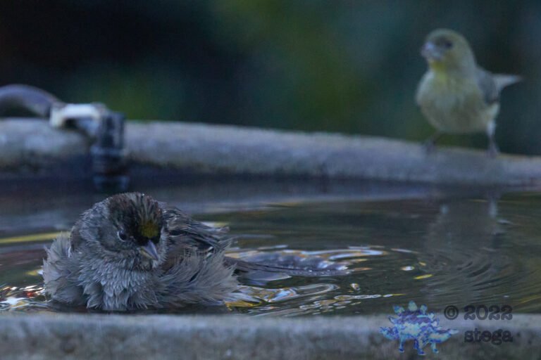 Gold-Crowned Sparrow