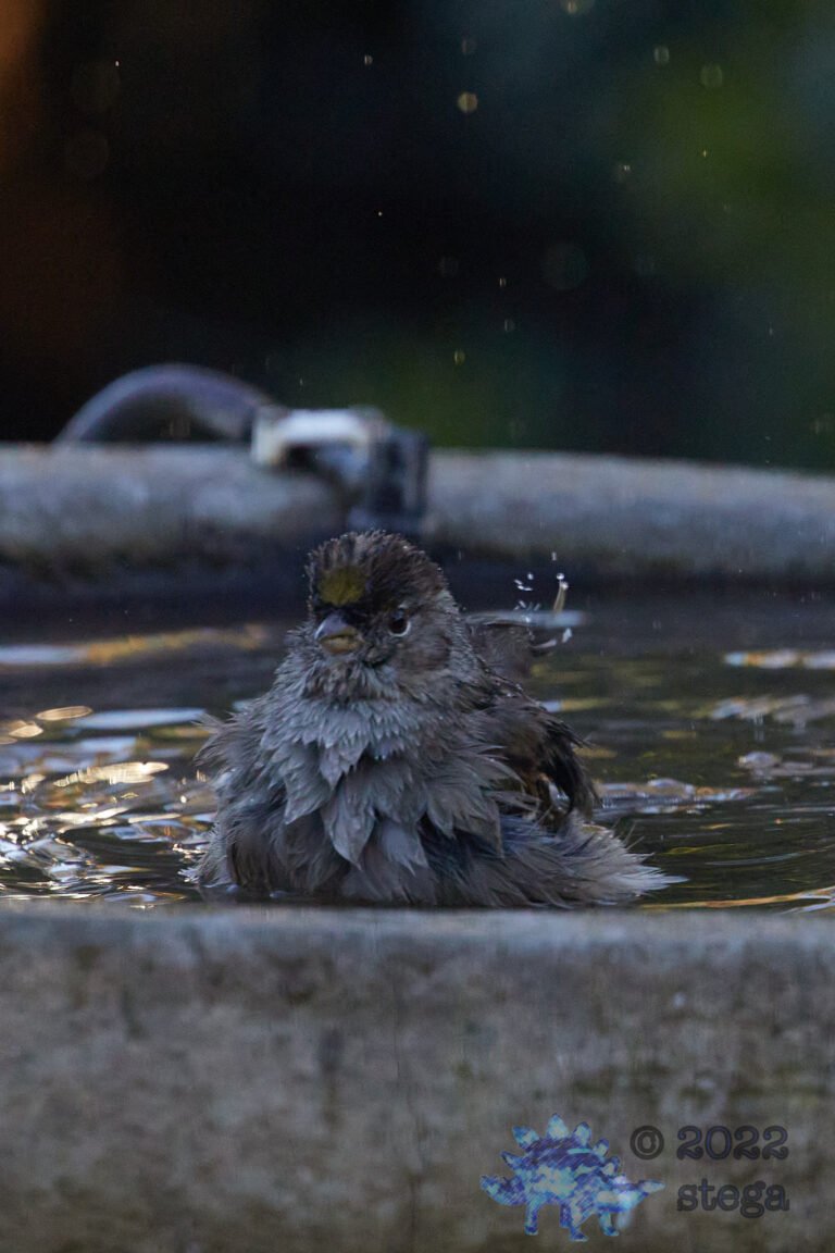 Gold Crowned Sparrow