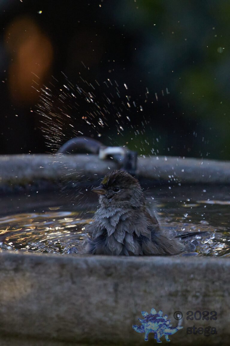 Gold-Crowned Sparrow