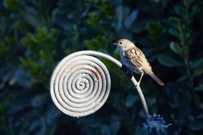 Gold-Crowned Sparrow