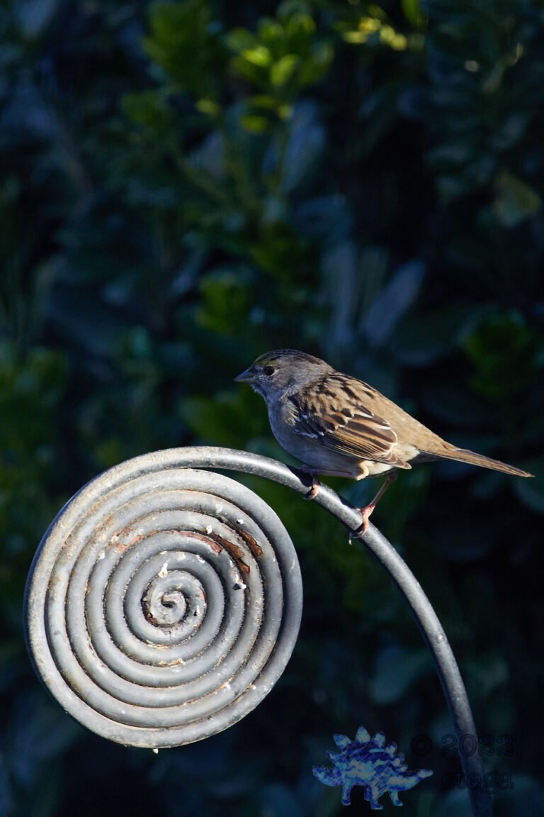 Gold-Crowned Sparrow