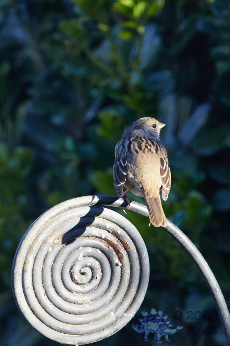 Gold-Crowned Sparrow