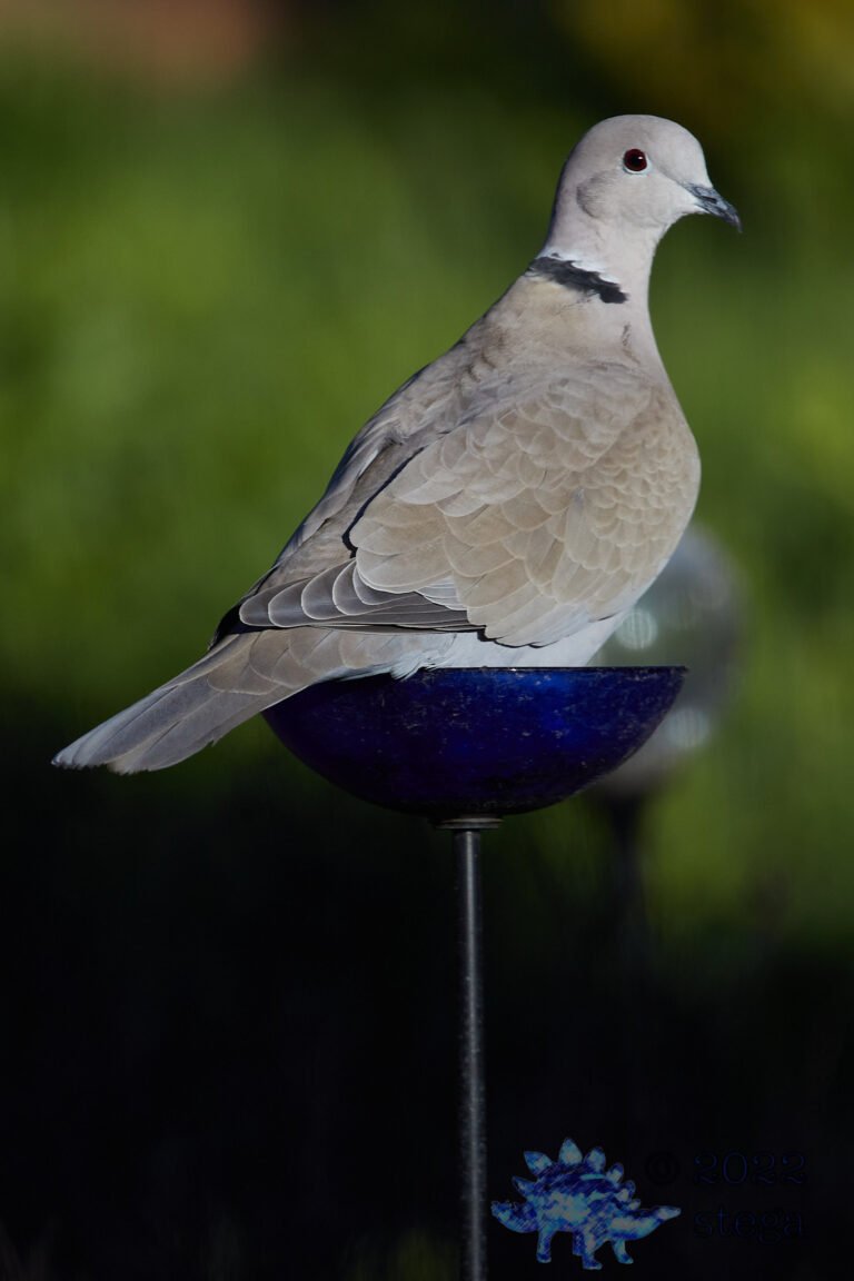 Eurasian Collared Dove