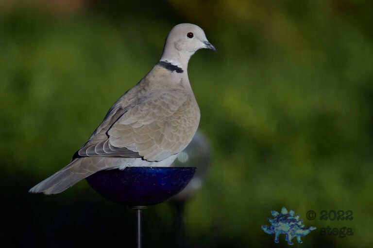 Eurasian Collared Dove