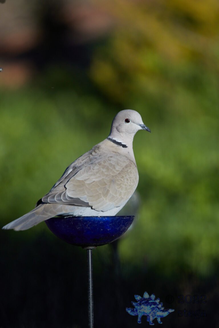 Eurasian Collared Dove