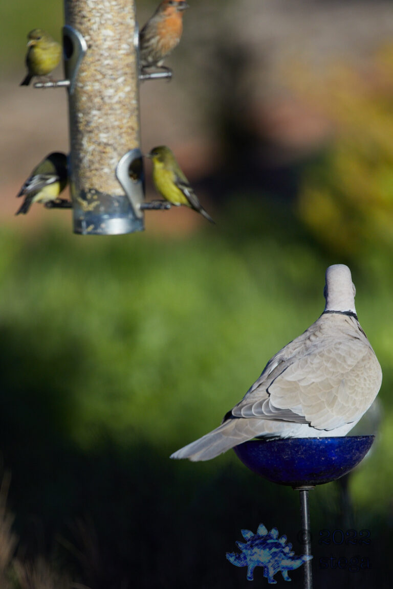Eurasian Collared Dove