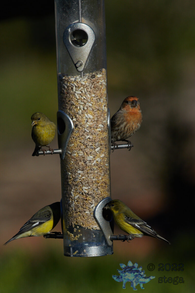 Finches and a Sparrow