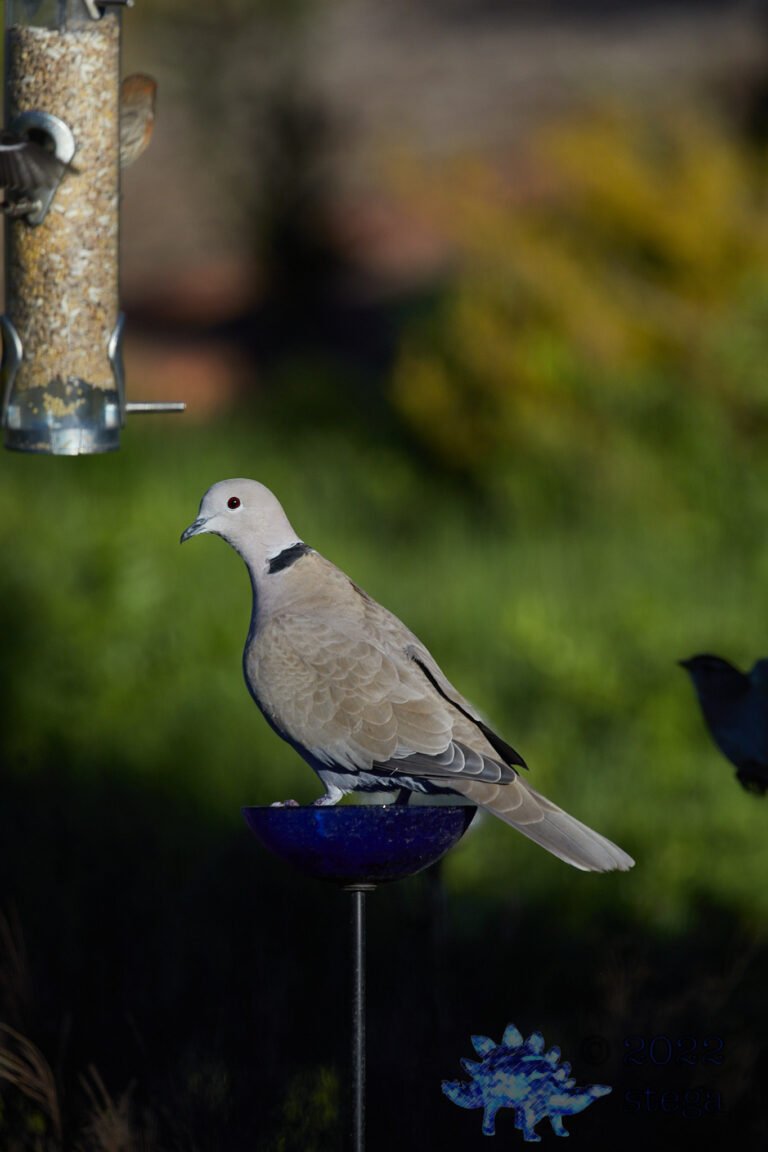 Eurasian Collared Dove