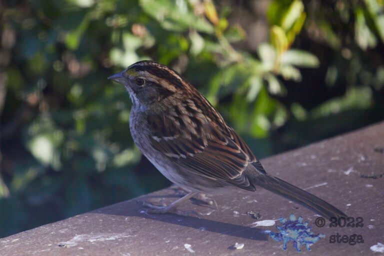White-Throated Sparrow
