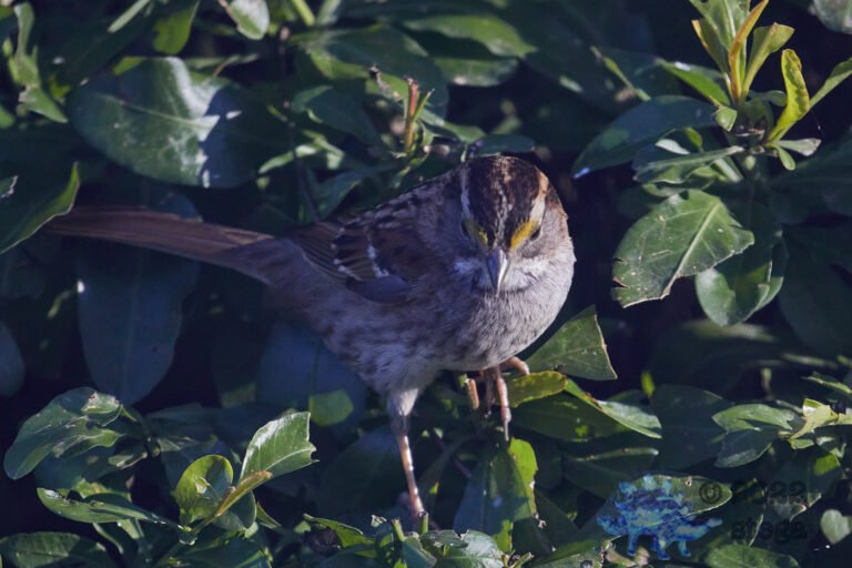 White-Throated Sparrow