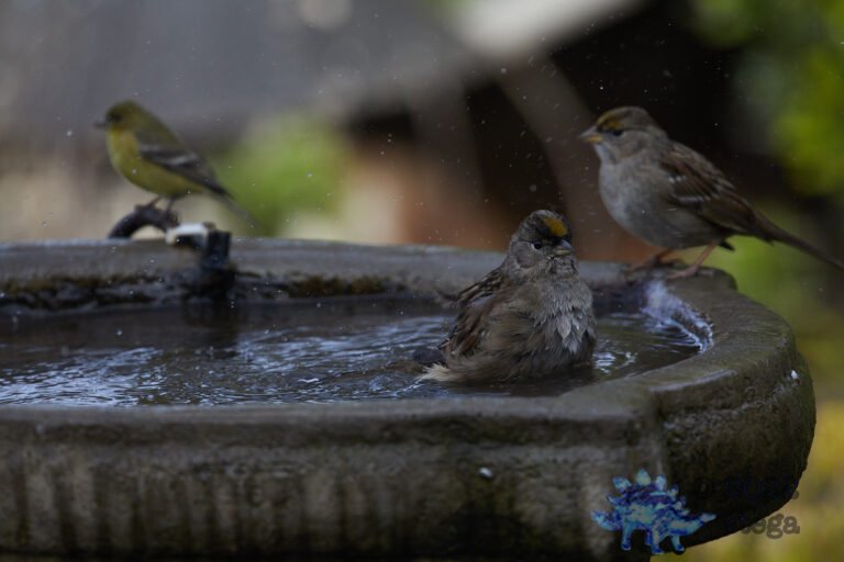 Gold-Crowned Sparrow