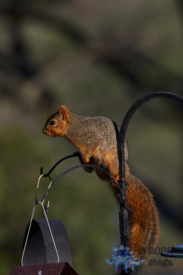 Fox Squirrel