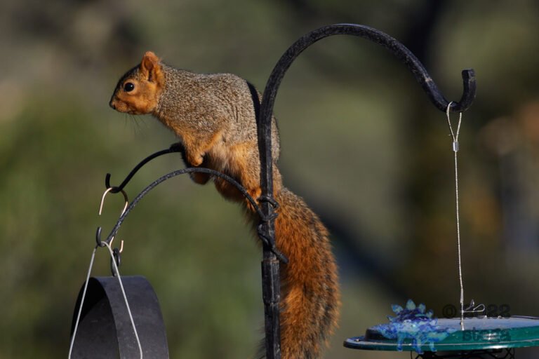 Fox Squirrel