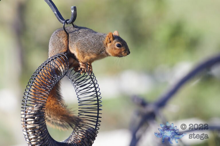 Fox Squirrel