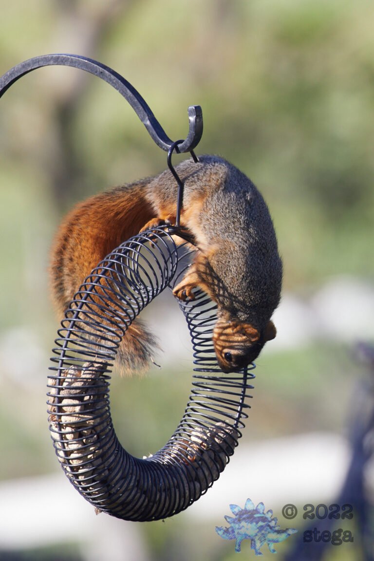 Fox Squirrel