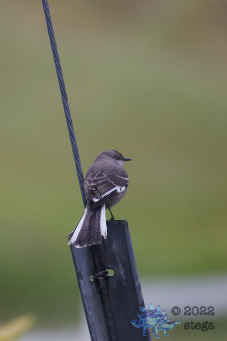 Northern Mockingbird