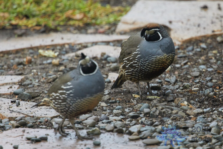 California Quail
