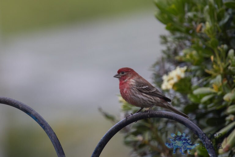 House Finch