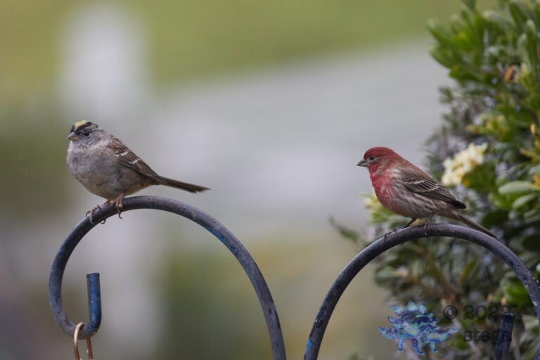 Sparrow and Finch