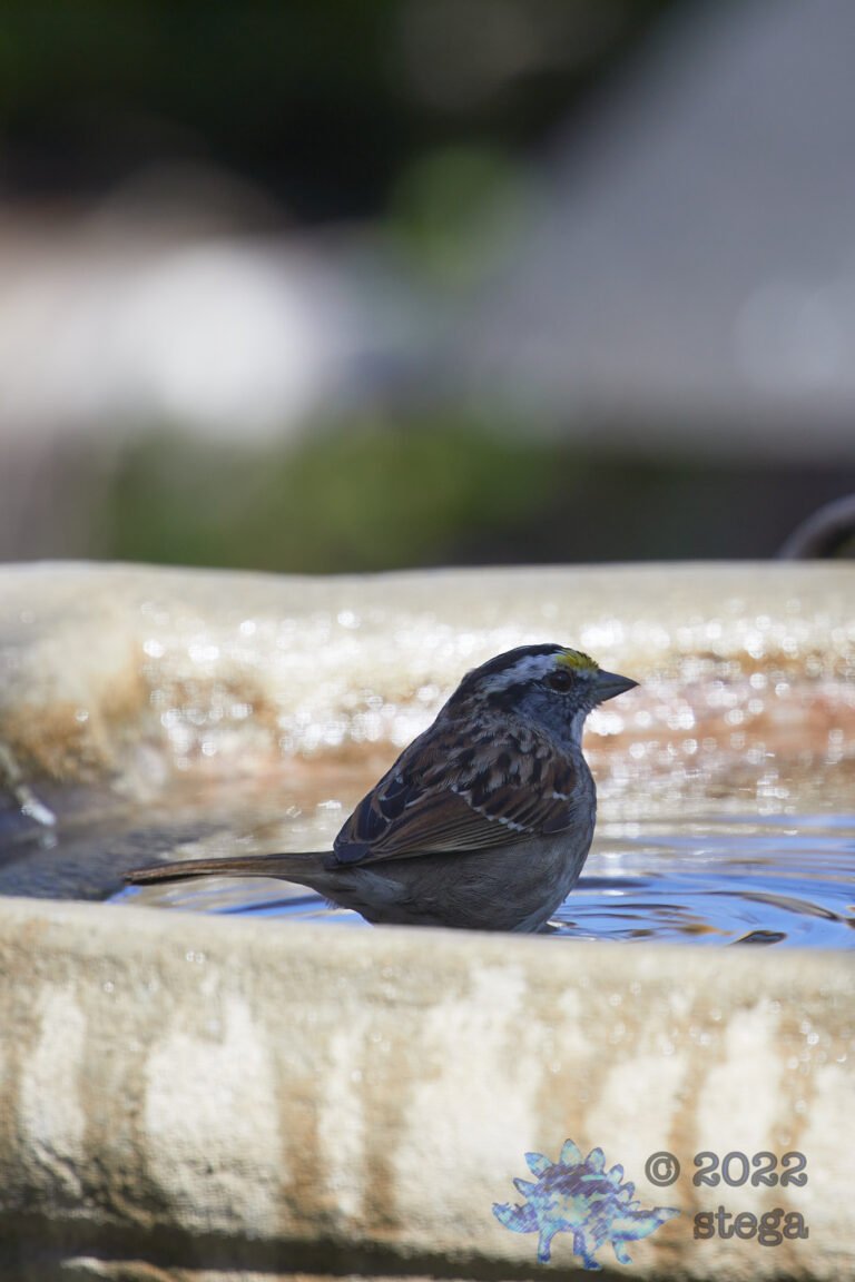 White-Throated Sparrow