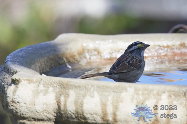 White-Throated Sparrow