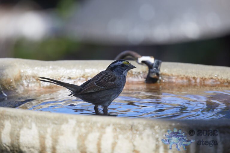 White-Throated Sparrow