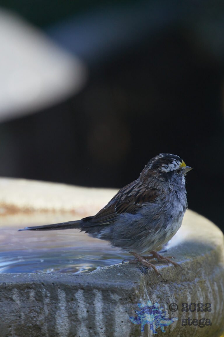 White-Throated Sparrow