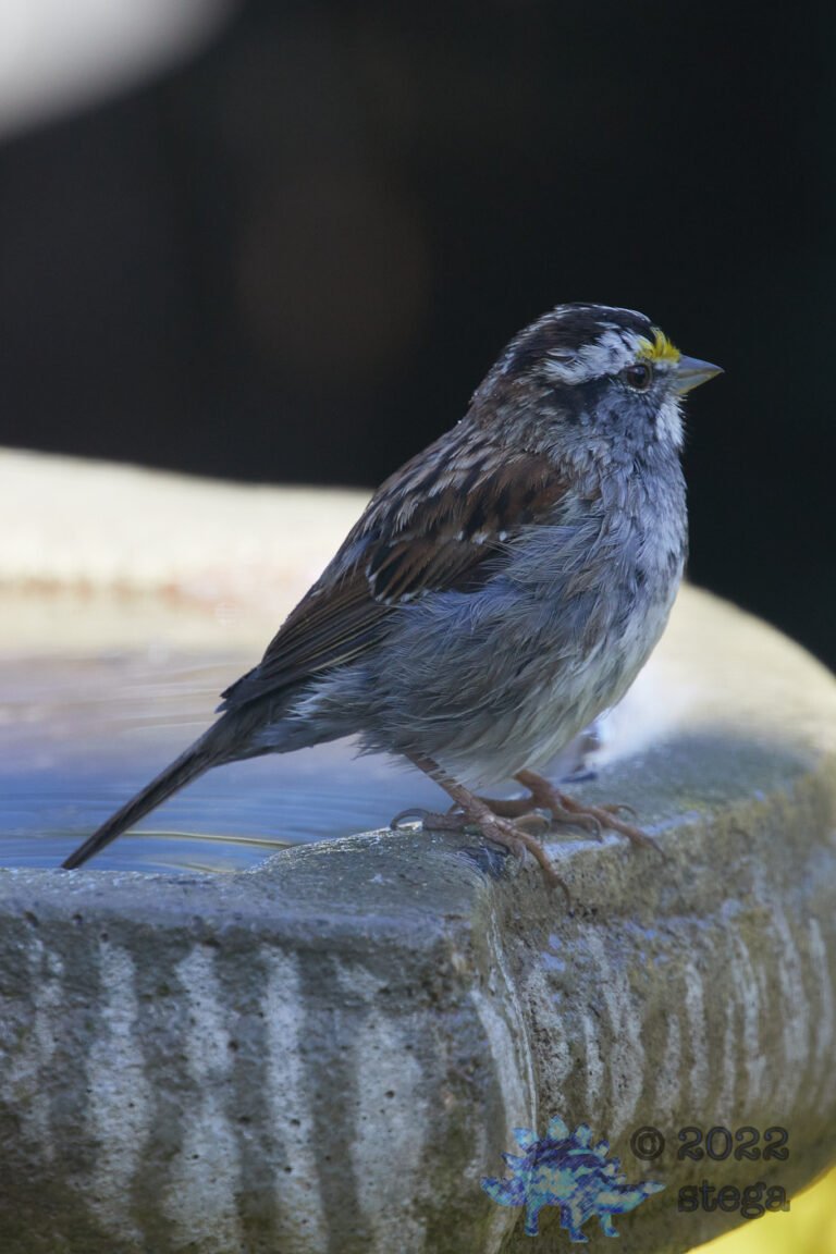 White-Throated Sparrow
