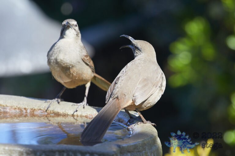 California Thrashers
