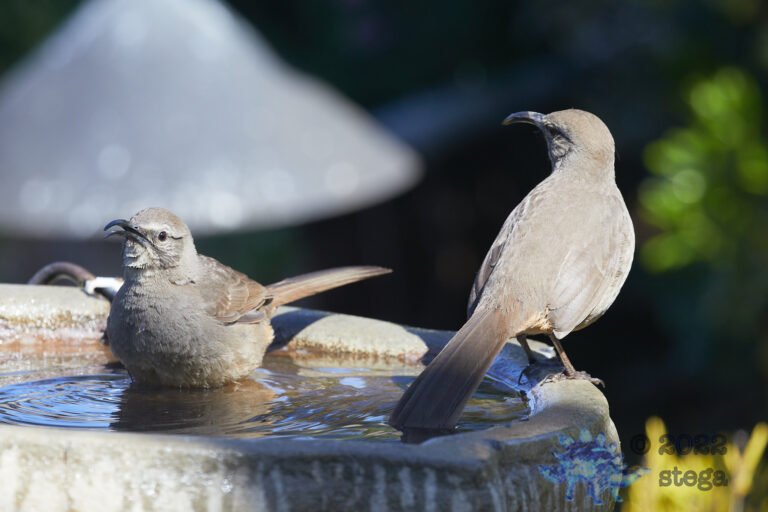 California Thrashers
