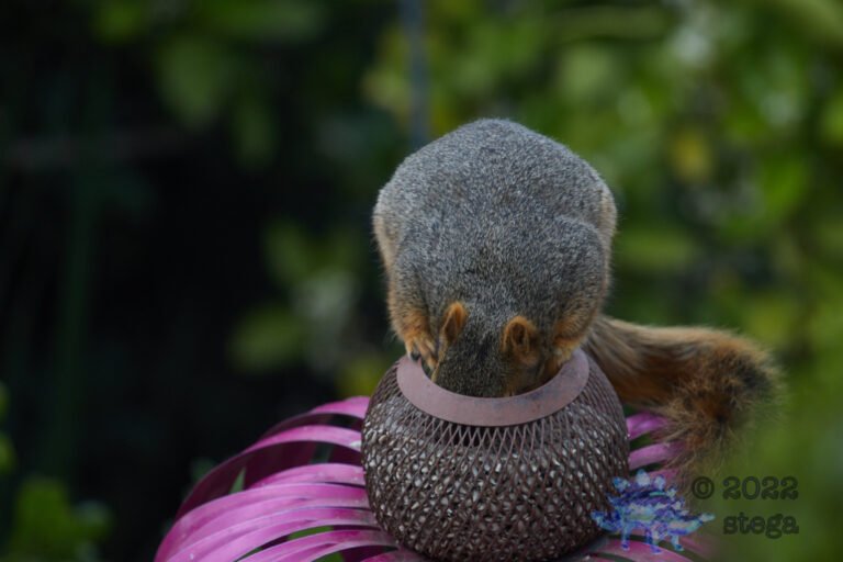 Fox Squirrel