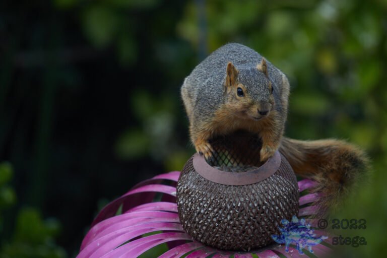 Fox Squirrel