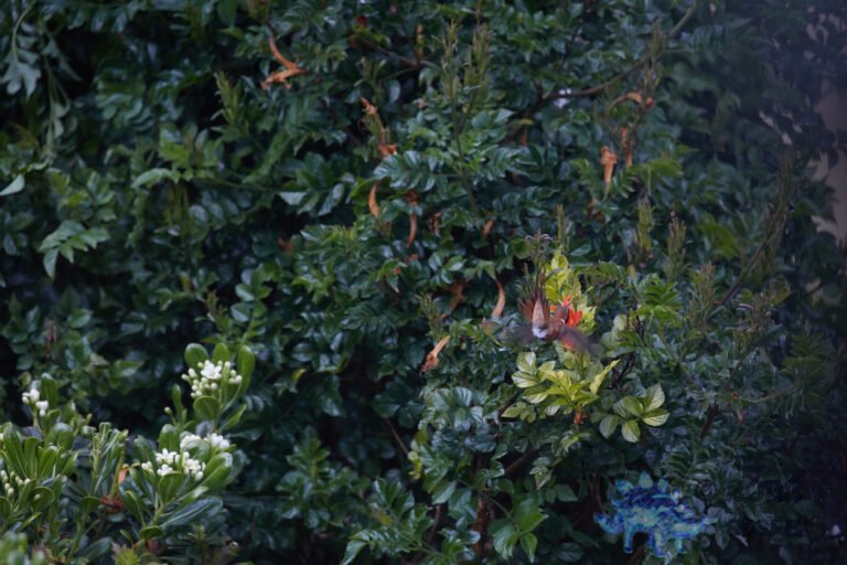 Rufous Hummingbird
