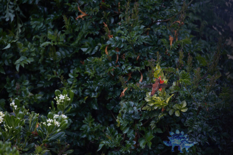 Rufous Hummingbird