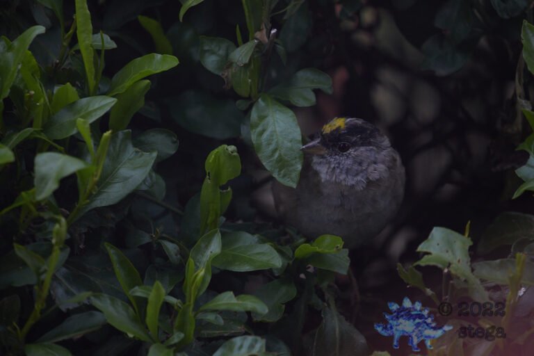 Gold-Crowned Sparrow