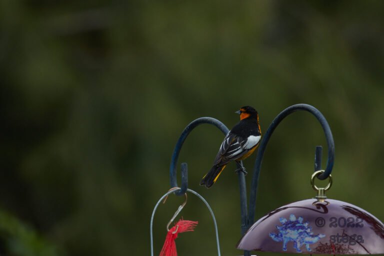 Bullock’s Oriole