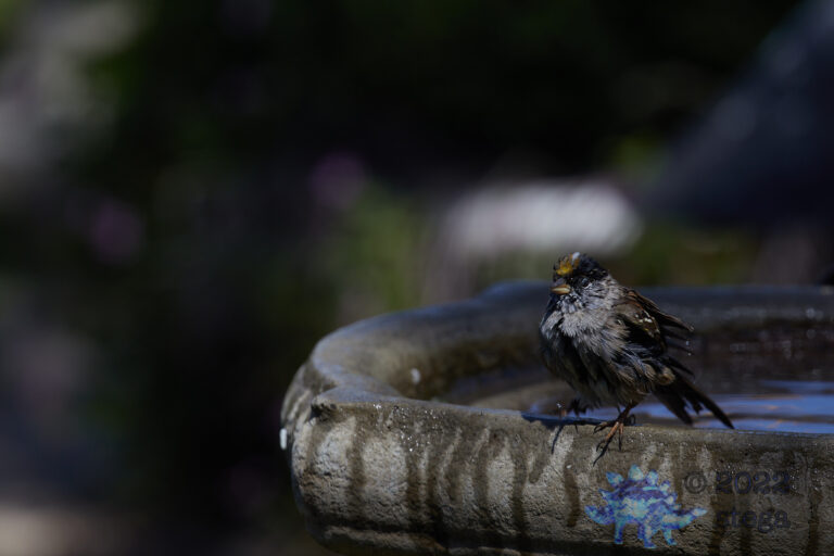 Gold-Crowned Sparrow