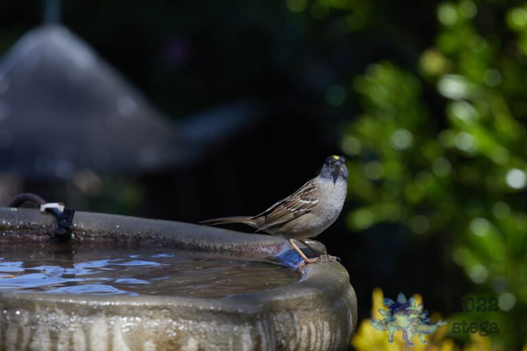 Gold-Crowned Sparrow