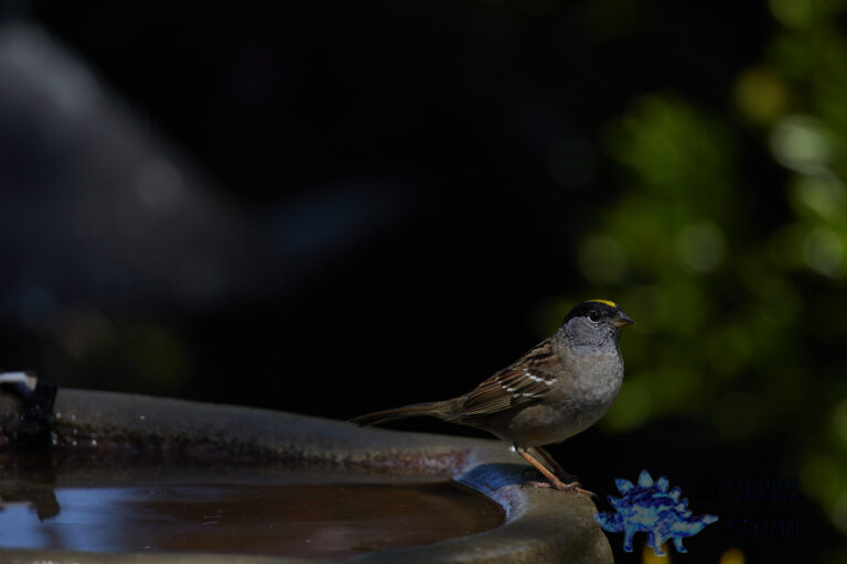 Gold-Crowned Sparrow