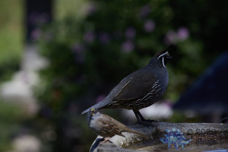 California Quail