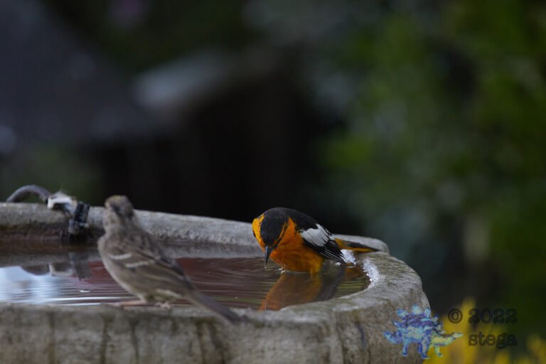 Bullock’s Oriole