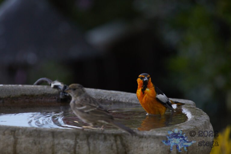 Bullock’s Oriole