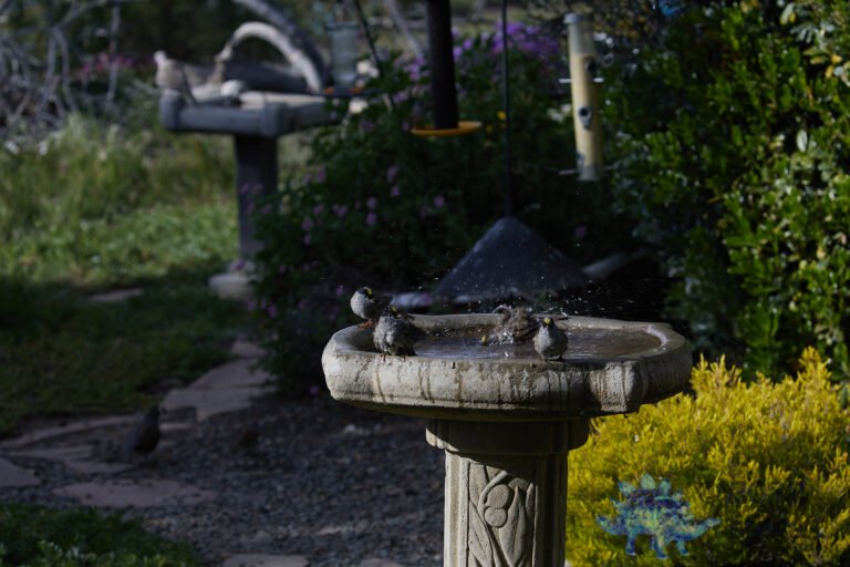 Gold-Crowned Sparrows
