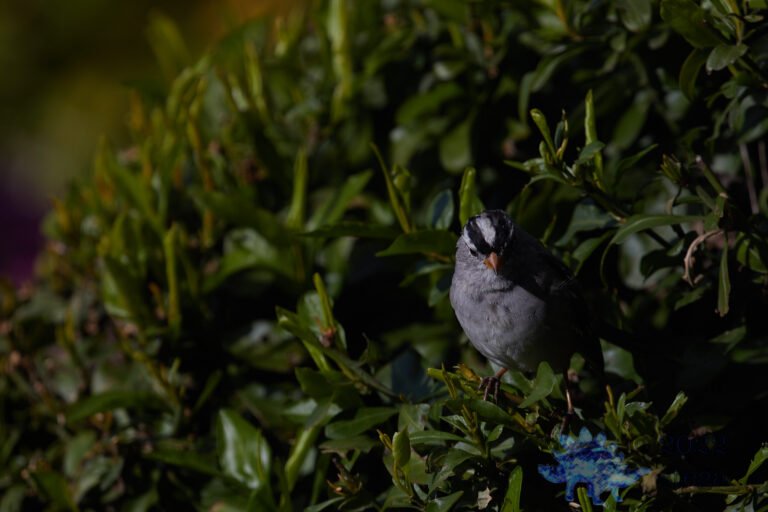White-Crowned Sparrow
