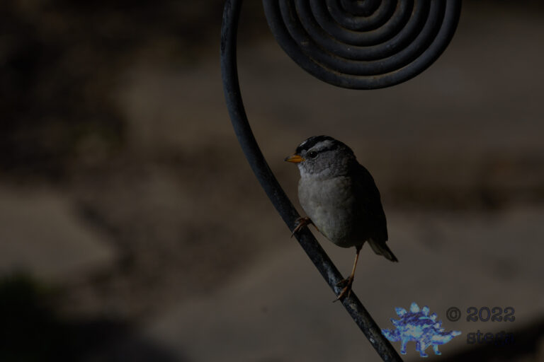 White-Crowned Sparrow