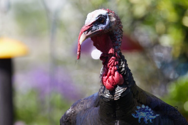 Wild Turkey