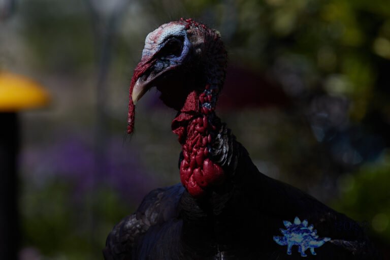 Turkey