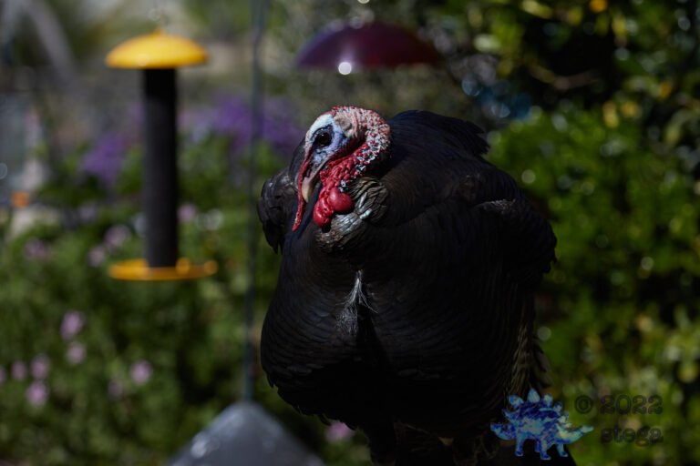 Wild Turkey