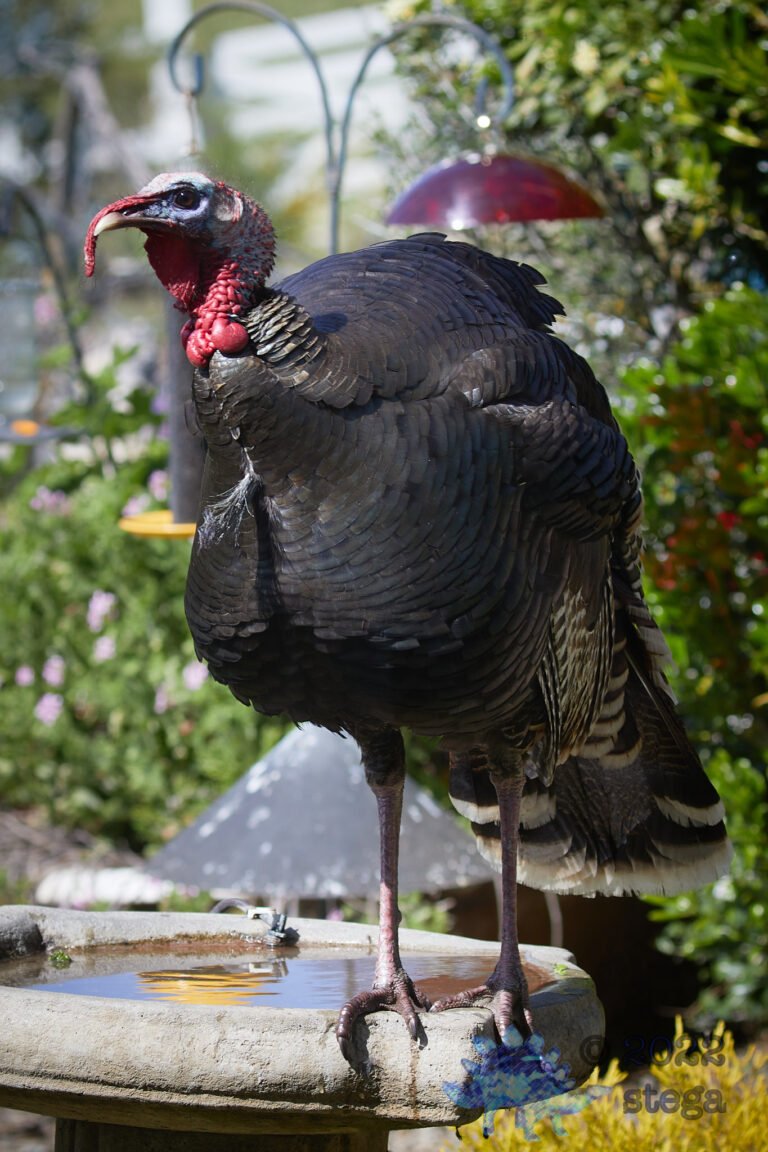 Wild Turkey