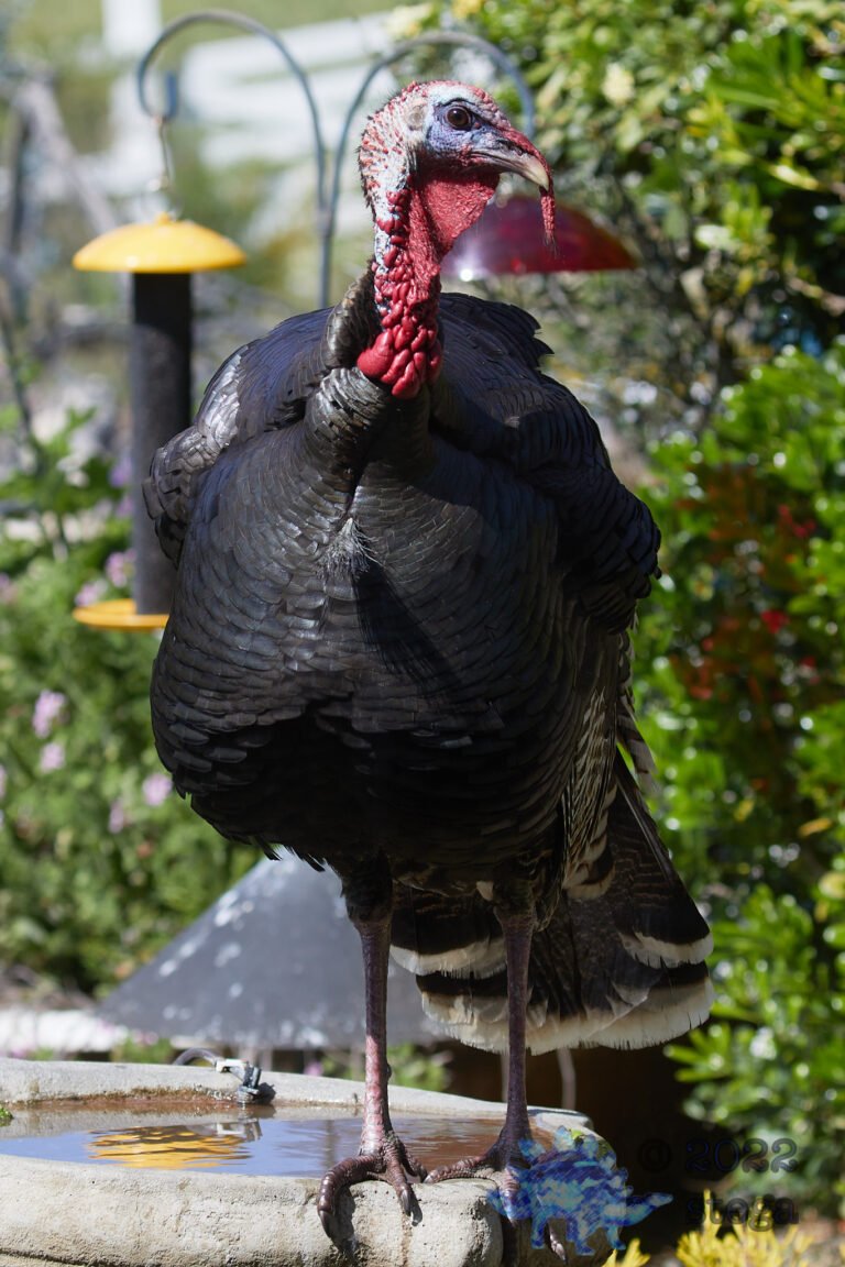 Wild Turkey (Male)
